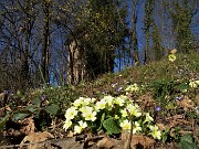 13 Primule gialle (Primula vulgaris) presso antico roccolo in disuso